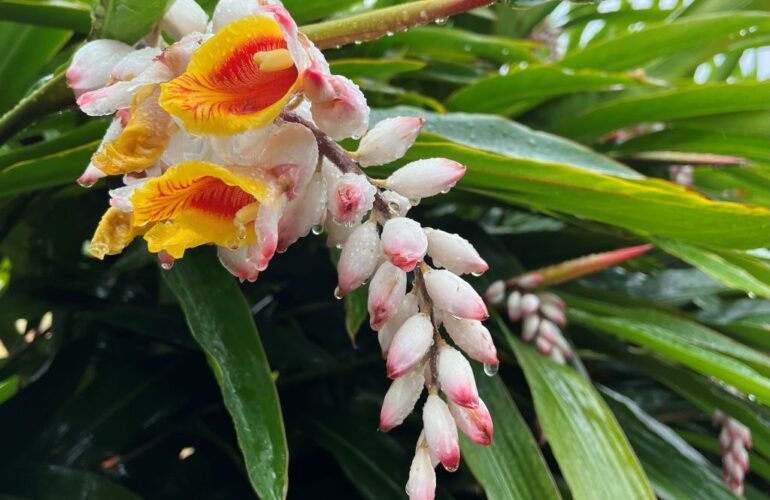 首里散歩 Vol.358 祈りの雨と足元の雨宿り