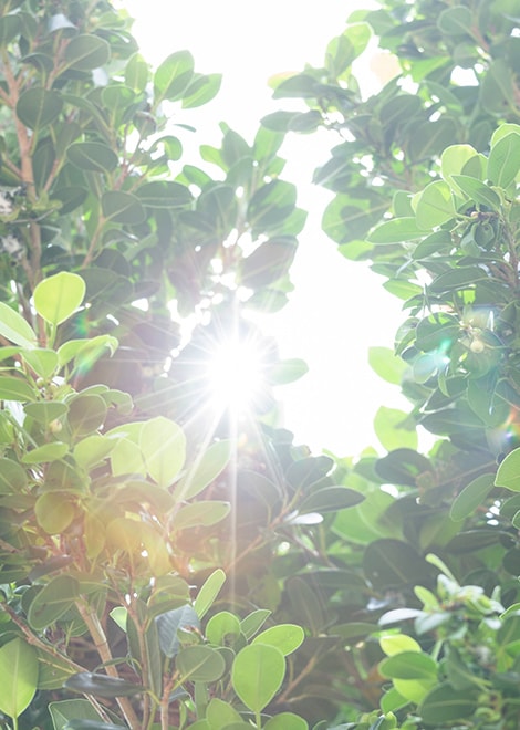 Okinawa’s gifts of nature Image